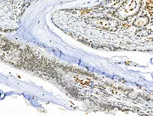 Anti-ELF4 antibody used in IHC (Paraffin sections) (IHC-P). GTX04903