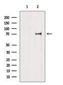 Anti-GAS2L1 antibody used in Western Blot (WB). GTX04905