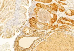 Anti-Caspase 3 antibody used in IHC (Paraffin sections) (IHC-P). GTX04908