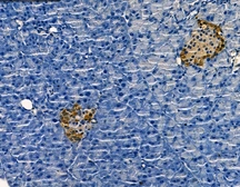 Anti-Glucagon antibody used in IHC (Paraffin sections) (IHC-P). GTX04945