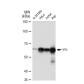 Anti-YY1 antibody [GT1162] used in Western Blot (WB). GTX08969