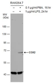 Anti-COX2 antibody [C3], C-term used in Western Blot (WB). GTX100656