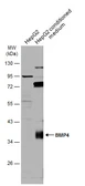 Anti-BMP4 antibody used in Western Blot (WB). GTX100874