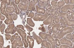 Anti-LAL antibody [N3C3] used in IHC (Paraffin sections) (IHC-P). GTX101169