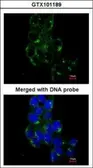 Anti-FYN antibody [N1N3] used in Immunocytochemistry/ Immunofluorescence (ICC/IF). GTX101189