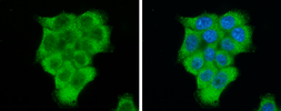 Anti-eIF2 alpha antibody [N1C3] used in Immunocytochemistry/ Immunofluorescence (ICC/IF). GTX101241