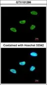 Anti-MEF2A antibody [C2C3], C-term used in Immunocytochemistry/ Immunofluorescence (ICC/IF). GTX101286