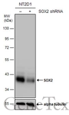 Anti-SOX2 antibody [N1C3] used in Western Blot (WB). GTX101507