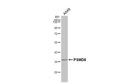 Anti-PSMD8 antibody used in Western Blot (WB). GTX101613