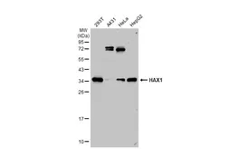 Anti-HAX1 antibody used in Western Blot (WB). GTX101992