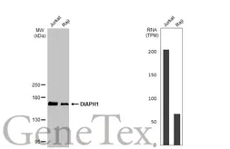 Anti-DIAPH1 antibody [C2C3], C-term used in Western Blot (WB). GTX102057