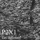 Anti-P2X1 antibody used in Immunohistochemistry (IHC). GTX10248