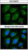 Anti-CCN3 antibody used in Immunocytochemistry/ Immunofluorescence (ICC/IF). GTX103377