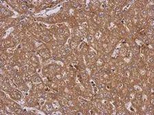 Anti-LRRN2 antibody [N2C2], Internal used in IHC (Paraffin sections) (IHC-P). GTX103566