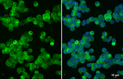 Anti-HLA-DRB1 antibody [N1C3] used in Immunocytochemistry/ Immunofluorescence (ICC/IF). GTX104919