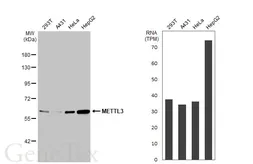 Anti-METTL3 antibody [N2C2], Internal used in Western Blot (WB). GTX105037