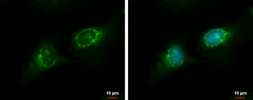 Anti-RGS7 antibody used in Immunocytochemistry/ Immunofluorescence (ICC/IF). GTX105382