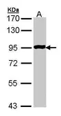 Anti-GPR114 antibody used in Western Blot (WB). GTX105875