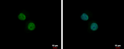 Anti-PLRG1 antibody [C3], C-term used in Immunocytochemistry/ Immunofluorescence (ICC/IF). GTX106333