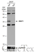 Anti-MAF1 antibody used in Western Blot (WB). GTX106776