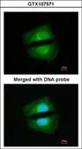 Anti-TAB1 antibody used in Immunocytochemistry/ Immunofluorescence (ICC/IF). GTX107571