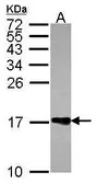 Anti-Histone H2A.Z antibody used in Western Blot (WB). GTX108298