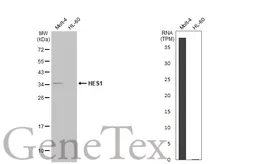 Anti-HES1 antibody [N1], N-term used in Western Blot (WB). GTX108356