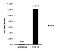 Anti-BCL10 antibody [N1C3] used in ChIP assay (ChIP assay). GTX109159