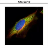 Anti-EPHX1 antibody used in Immunocytochemistry/ Immunofluorescence (ICC/IF). GTX109360