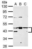Anti-NFYA antibody used in Western Blot (WB). GTX109511
