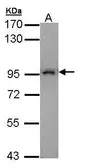 Anti-MAD1 antibody used in Western Blot (WB). GTX109519