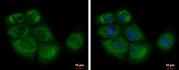 Anti-EIF2B1 antibody used in Immunocytochemistry/ Immunofluorescence (ICC/IF). GTX109525