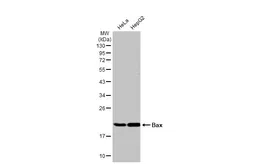 Anti-Bax antibody [N1N2], N-term used in Western Blot (WB). GTX109683