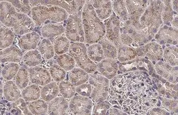 Anti-MCD antibody [N2C1], Internal used in IHC (Paraffin sections) (IHC-P). GTX110037