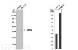 Anti-MCD antibody [N2C1], Internal used in Western Blot (WB). GTX110037