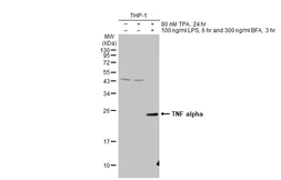 Anti-TNF alpha antibody used in Western Blot (WB). GTX110520