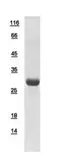 Human Spindlin 2B protein, His tag. GTX110987-pro