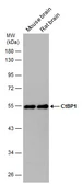 Anti-CtBP1 antibody [N1C1] used in Western Blot (WB). GTX111246