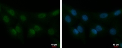 Anti-STK40 antibody [N1N3] used in Immunocytochemistry/ Immunofluorescence (ICC/IF). GTX111412