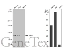 Anti-TLR9 antibody [N1N2], N-term used in Western Blot (WB). GTX111547