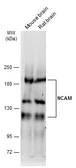 Anti-NCAM antibody used in Western Blot (WB). GTX111684
