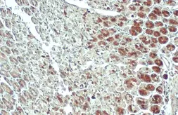 Anti-ACSL3 antibody used in IHC (Paraffin sections) (IHC-P). GTX112431