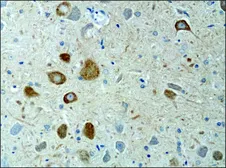 Anti-KIF3A antibody used in IHC (Paraffin sections) (IHC-P). GTX11259
