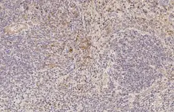 Anti-RAC2 antibody [N1C3] used in IHC (Paraffin sections) (IHC-P). GTX113262