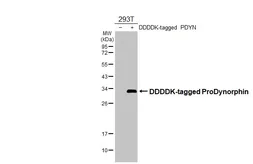 Anti-ProDynorphin antibody [N1C2] used in Western Blot (WB). GTX113515