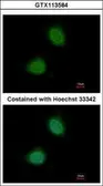 Anti-Pirin antibody used in Immunocytochemistry/ Immunofluorescence (ICC/IF). GTX113584