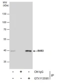 Anti-BUB3 antibody [N1C1] used in Immunoprecipitation (IP). GTX113595