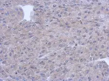 Anti-PNMT antibody [N2C3] used in IHC (Paraffin sections) (IHC-P). GTX114098