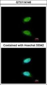 Anti-CREM antibody used in Immunocytochemistry/ Immunofluorescence (ICC/IF). GTX114146
