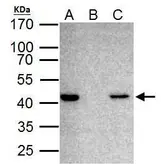 Anti-TDP43 antibody used in Immunoprecipitation (IP). GTX114210